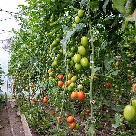 La Vieille Ferme, Ecogite Saint-Fulgence ภายนอก รูปภาพ