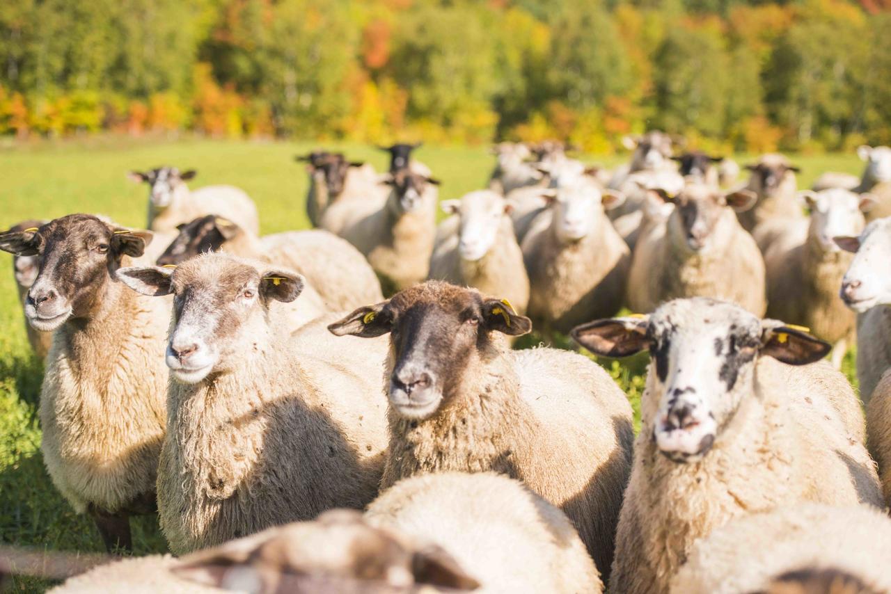 La Vieille Ferme, Ecogite Saint-Fulgence ภายนอก รูปภาพ