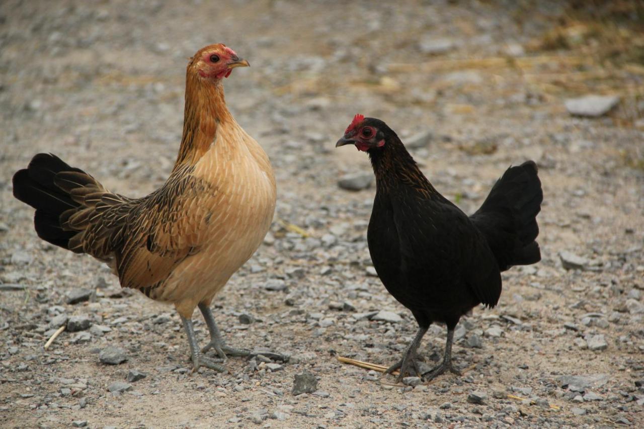 La Vieille Ferme, Ecogite Saint-Fulgence ภายนอก รูปภาพ